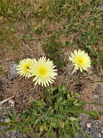 Urosperme de Dalechamps - Urospernum dalechampii (photo Mrugala F.)(4)